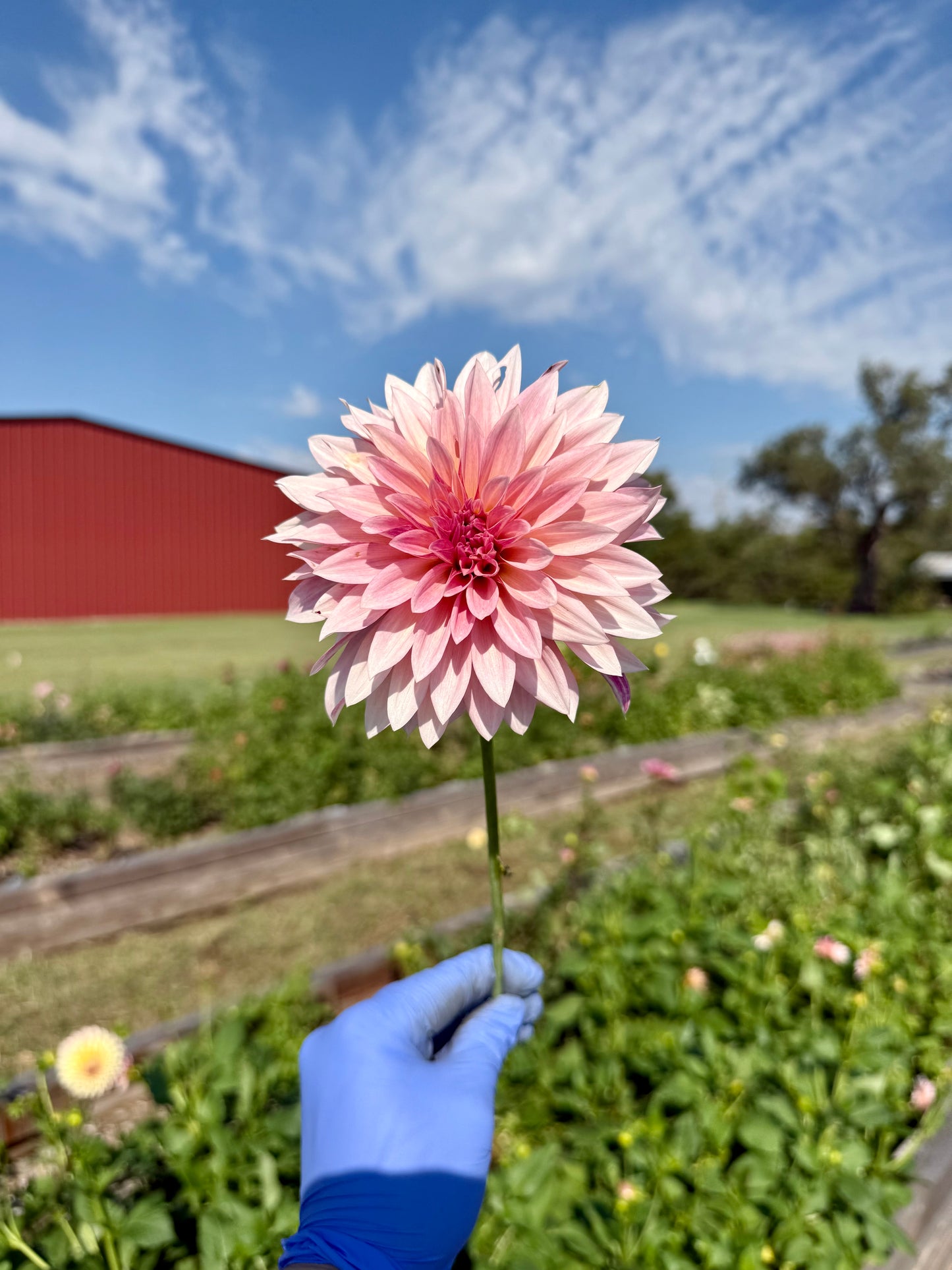 Jolene / Cafe Au Lait Mini - Tuber