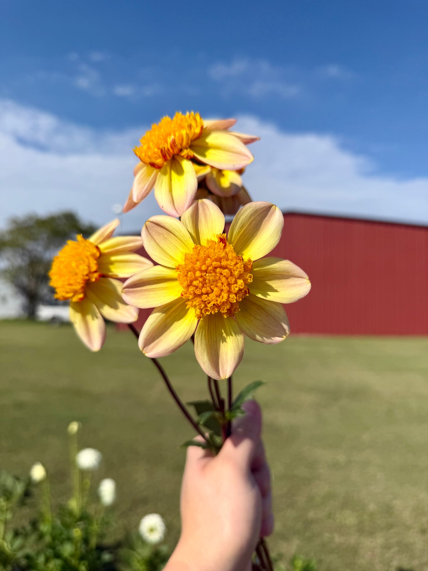 Bloomquist Golden - Tuber