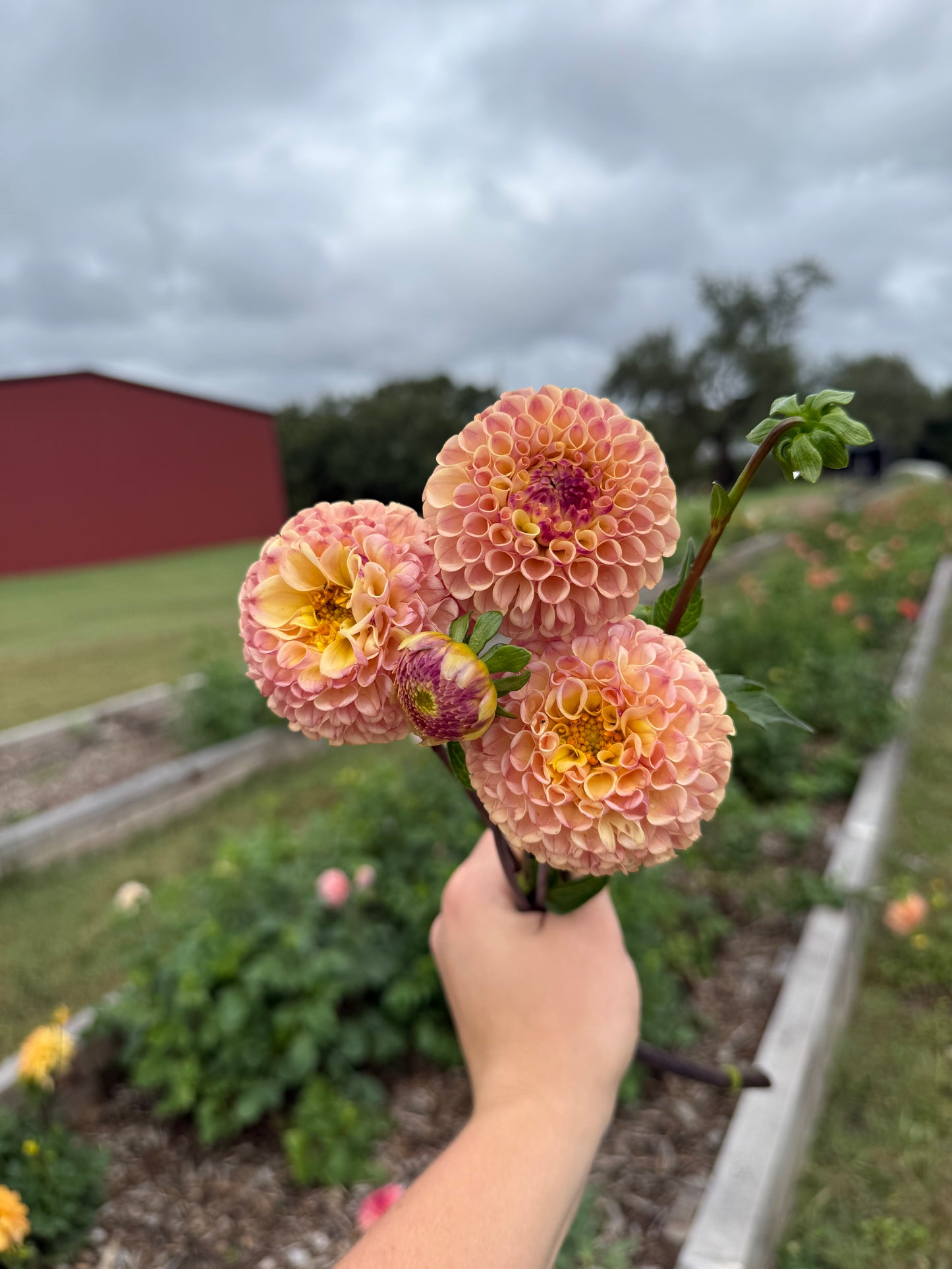 Ferncliff Spice - Tuber