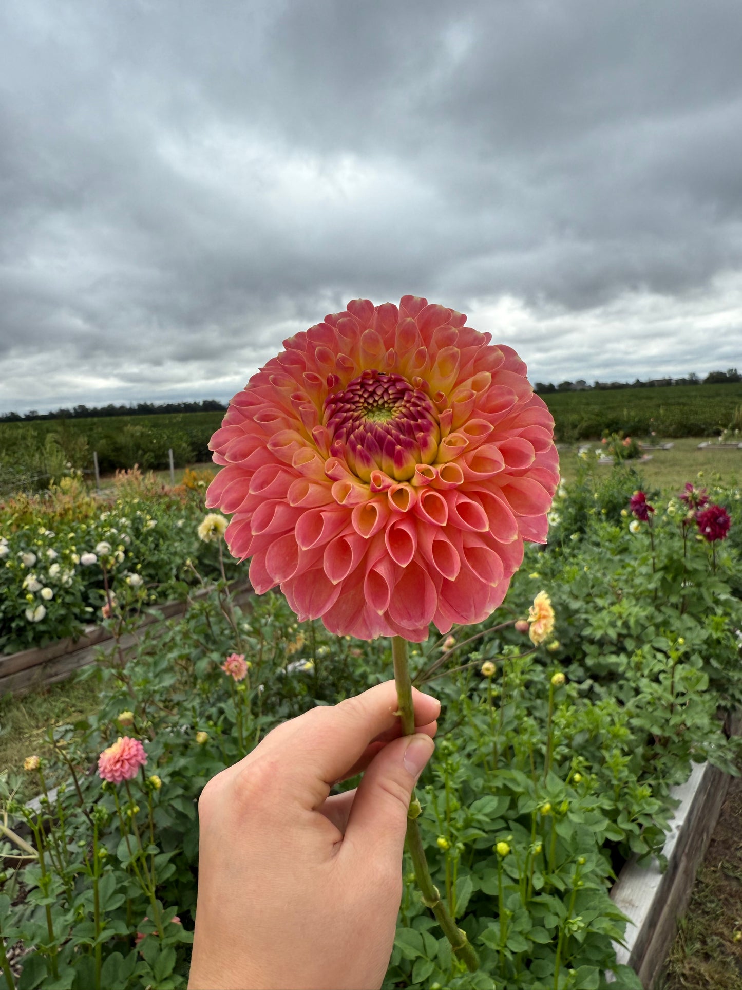 Jowey Nickey - Tuber