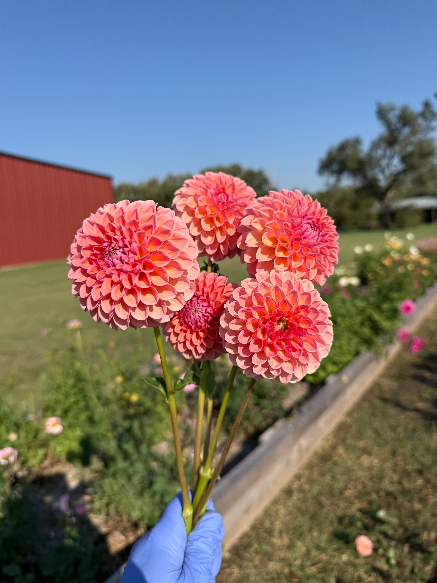 Linda's Baby - Tuber