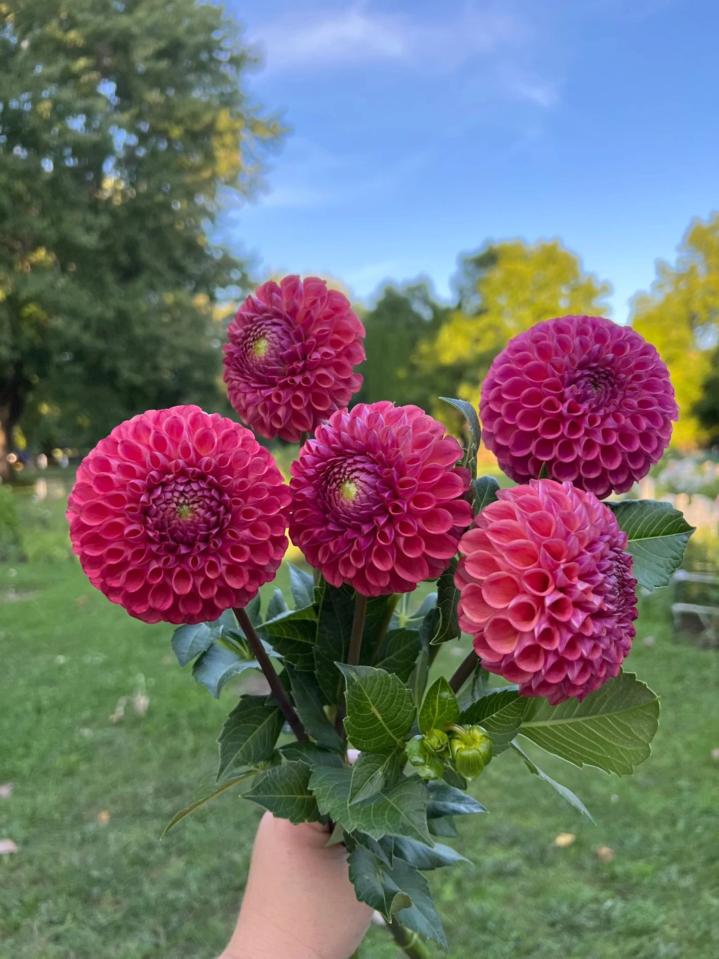 Caitlin's Joy - Tuber