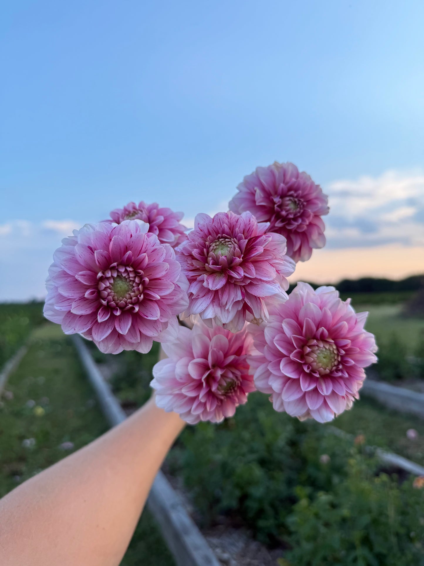 Strawberry Cream - Tuber