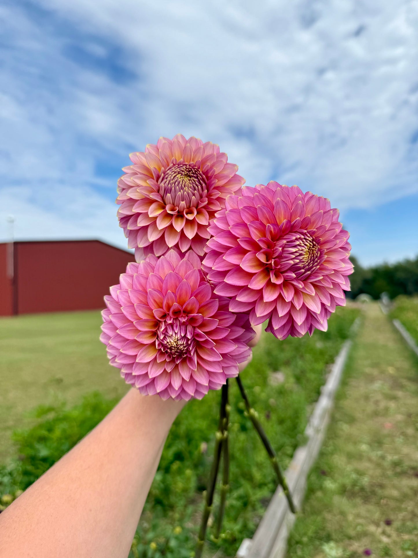 Bloomquist Mojo - Tuber
