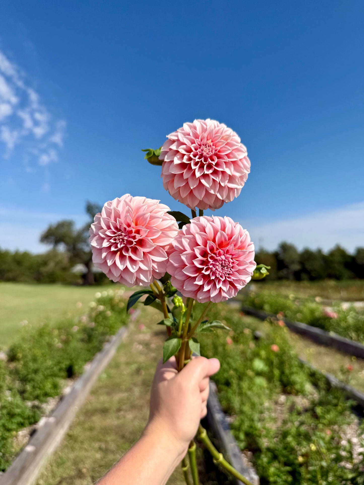 Peaches n Cream - Tuber