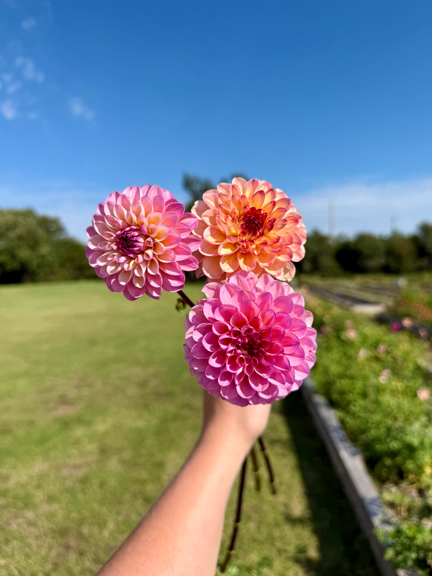 Wine Eyed Jill - Tuber