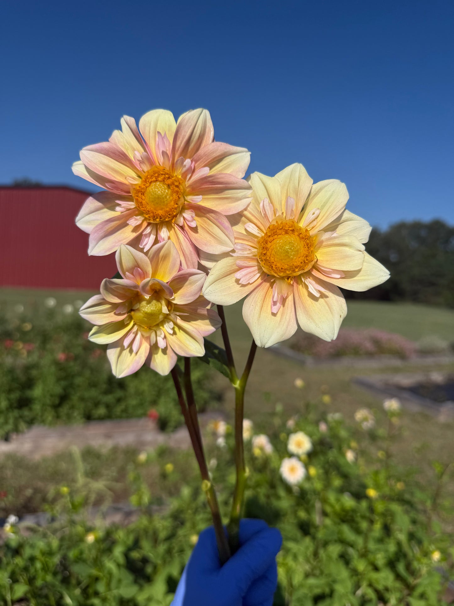 Appleblossom - Tuber