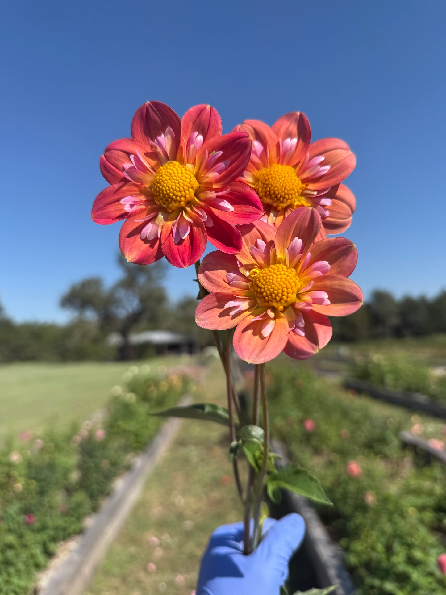 Destiny's Evah - Tuber