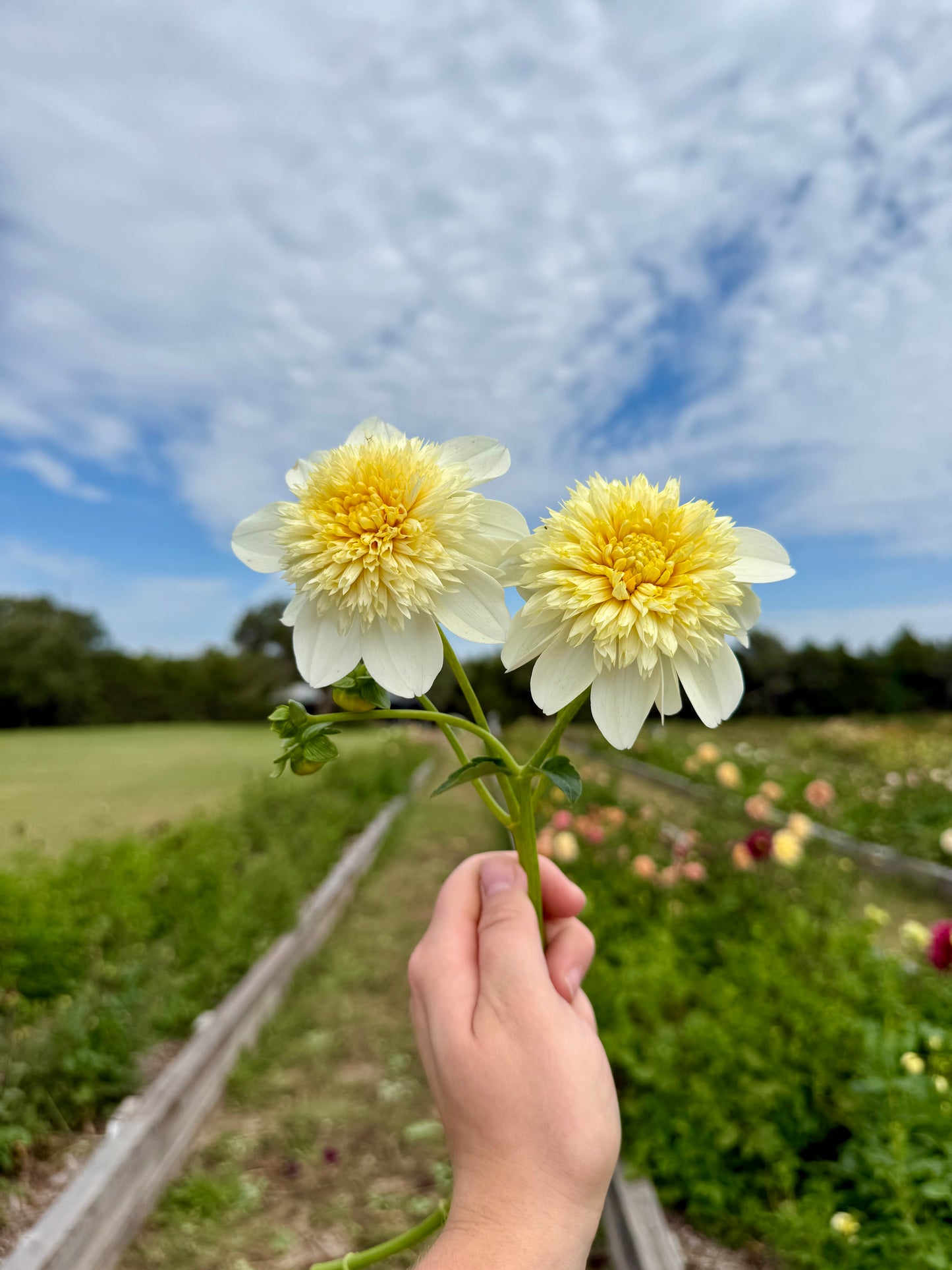 Platinum Blonde - Tuber