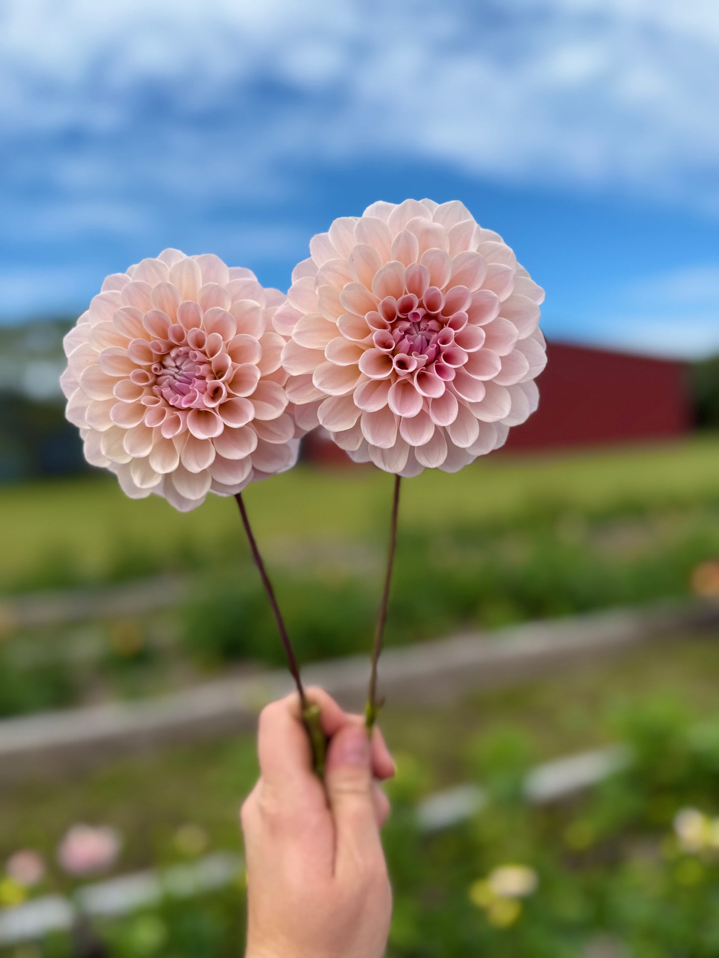 Sweet Nathalie - Tuber