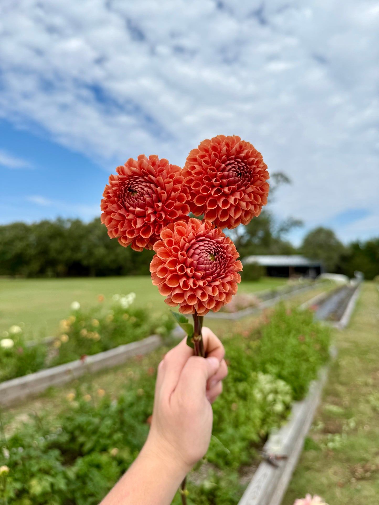 Cornel Bronze - Tuber