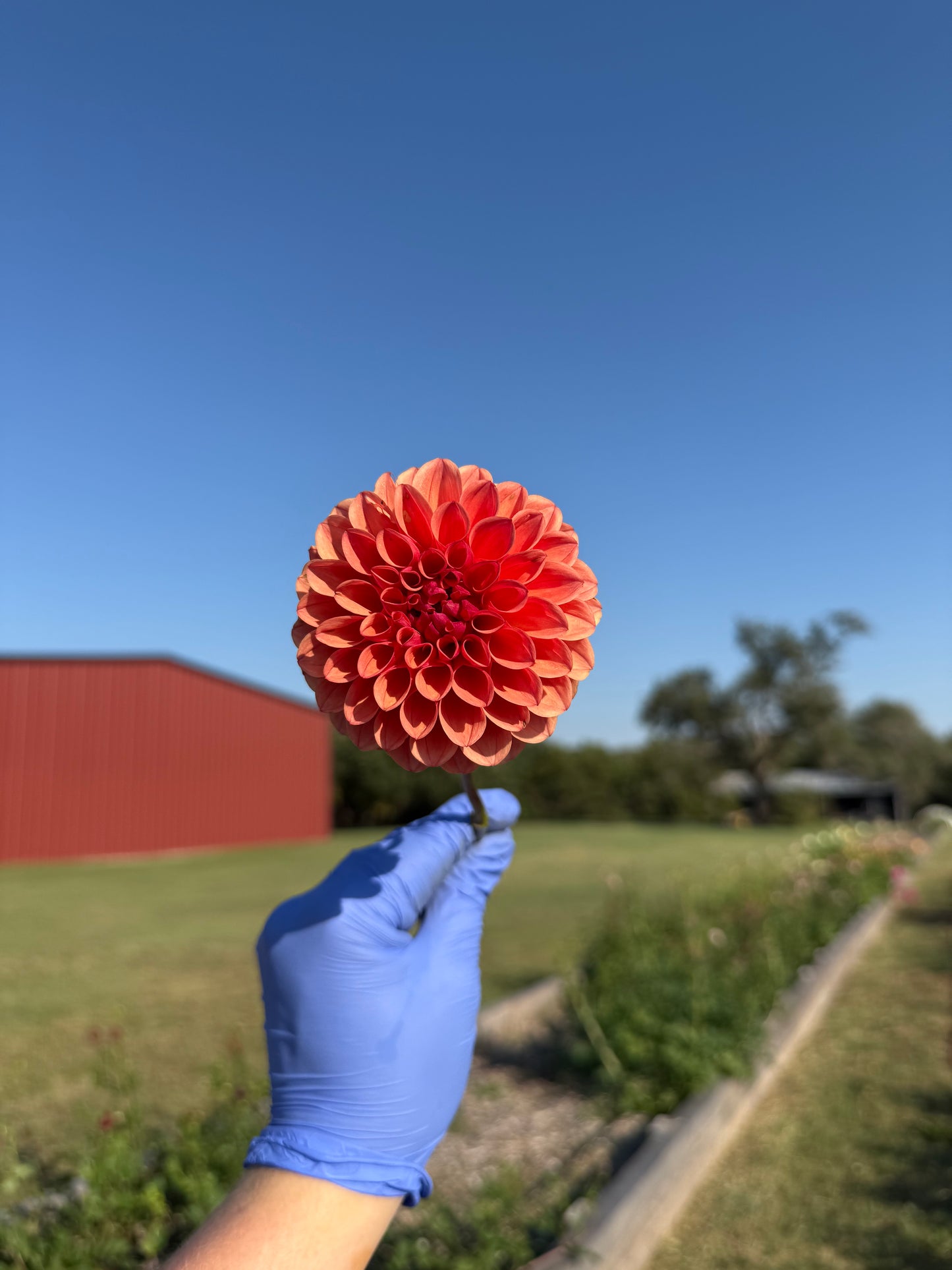 KA's Blood Orange - Tuber