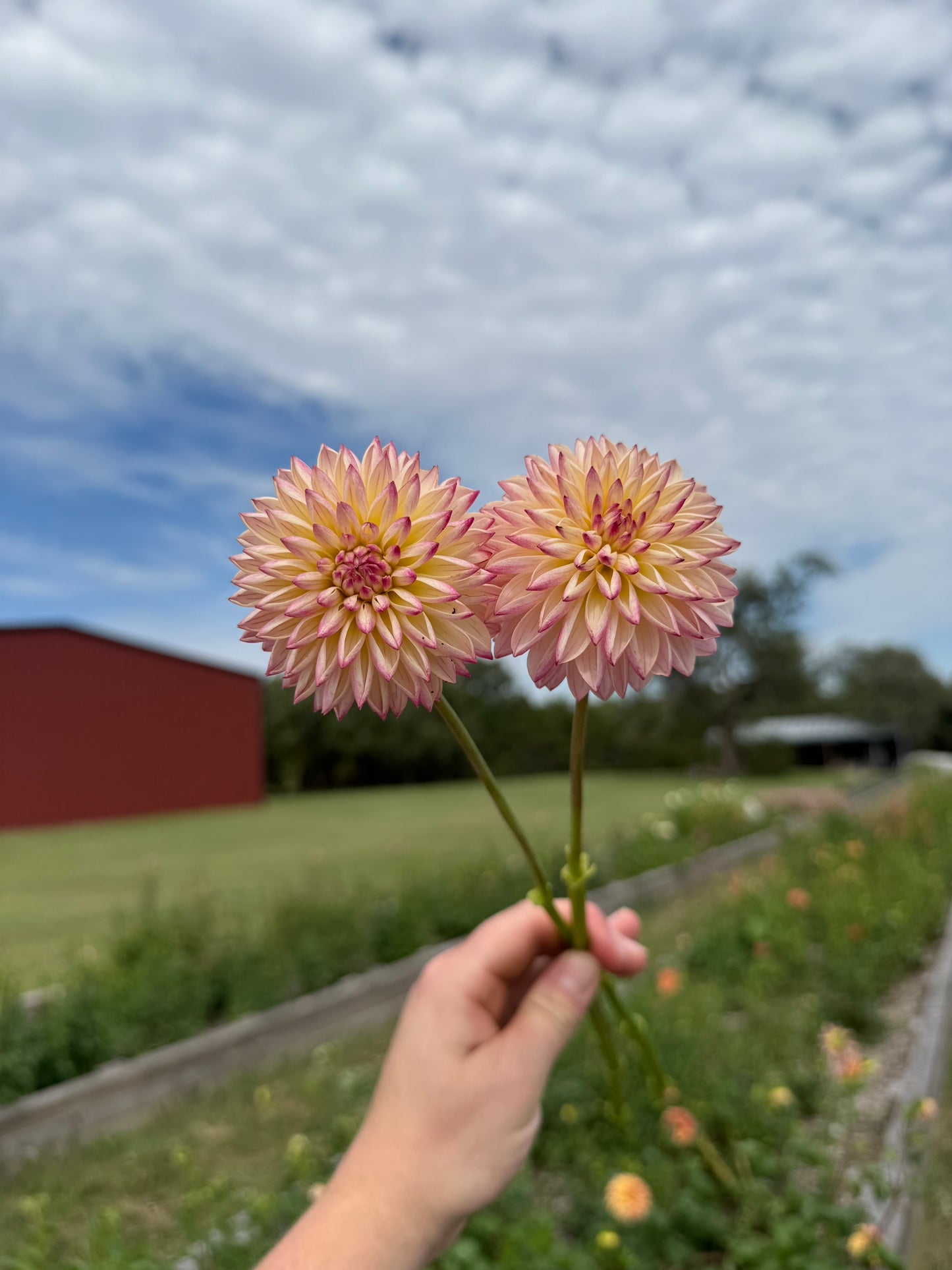 Valley Porcupine - Tuber