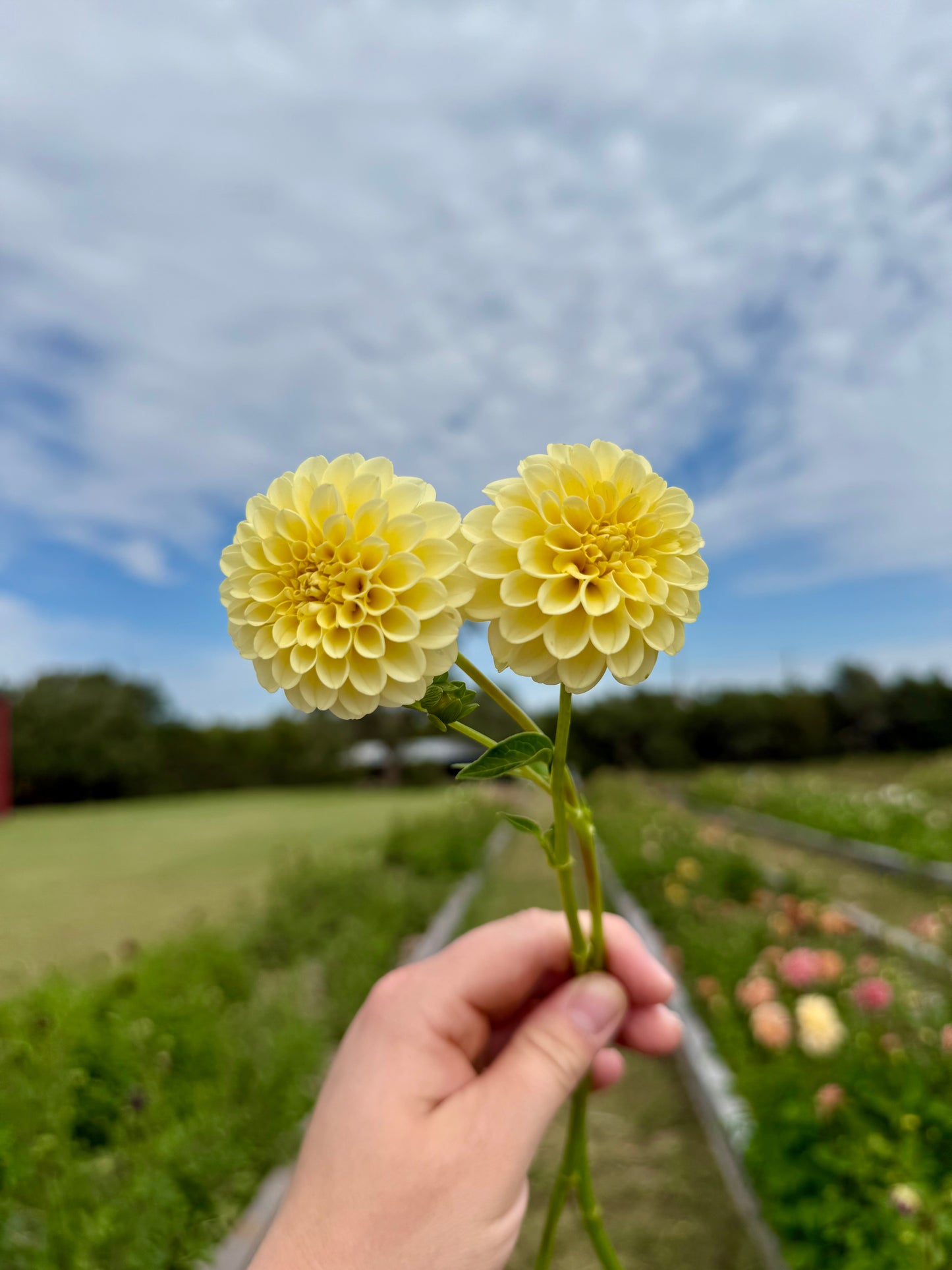 Dahlia Creamy - Tuber