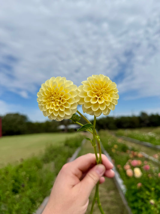 Dahlia Creamy - Tuber