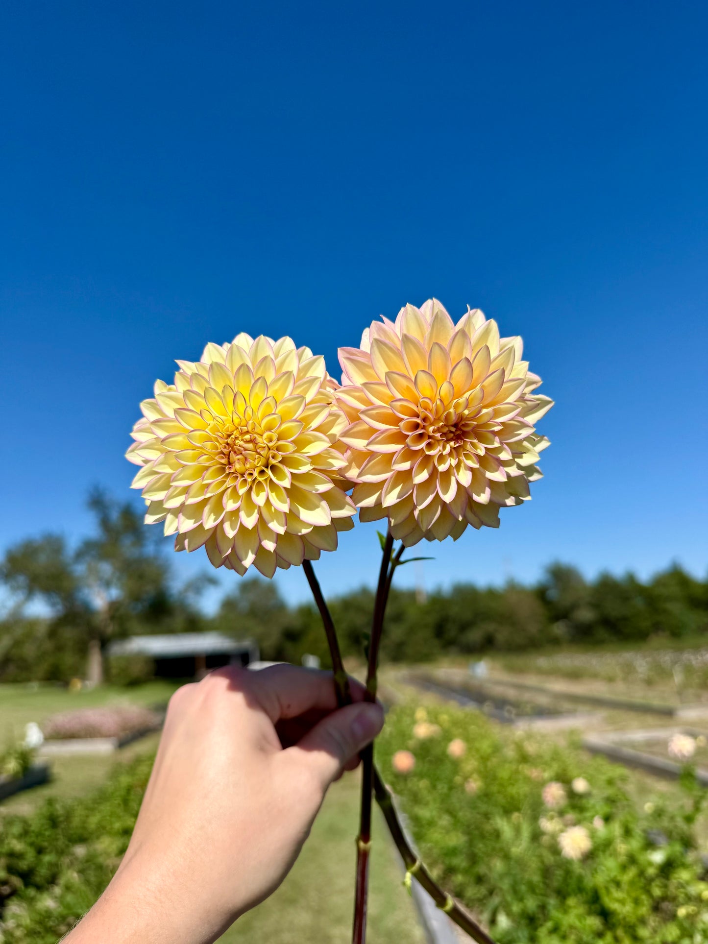 Bloomquist Blush - Tuber