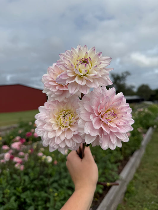 Silver Years - Tuber