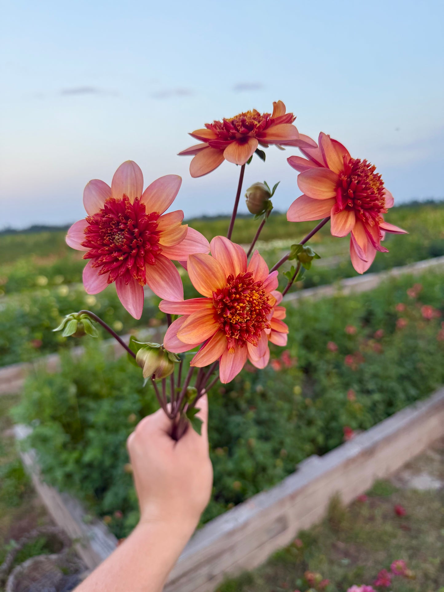Totally Tangerine - Tuber