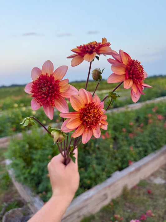 Totally Tangerine - Tuber
