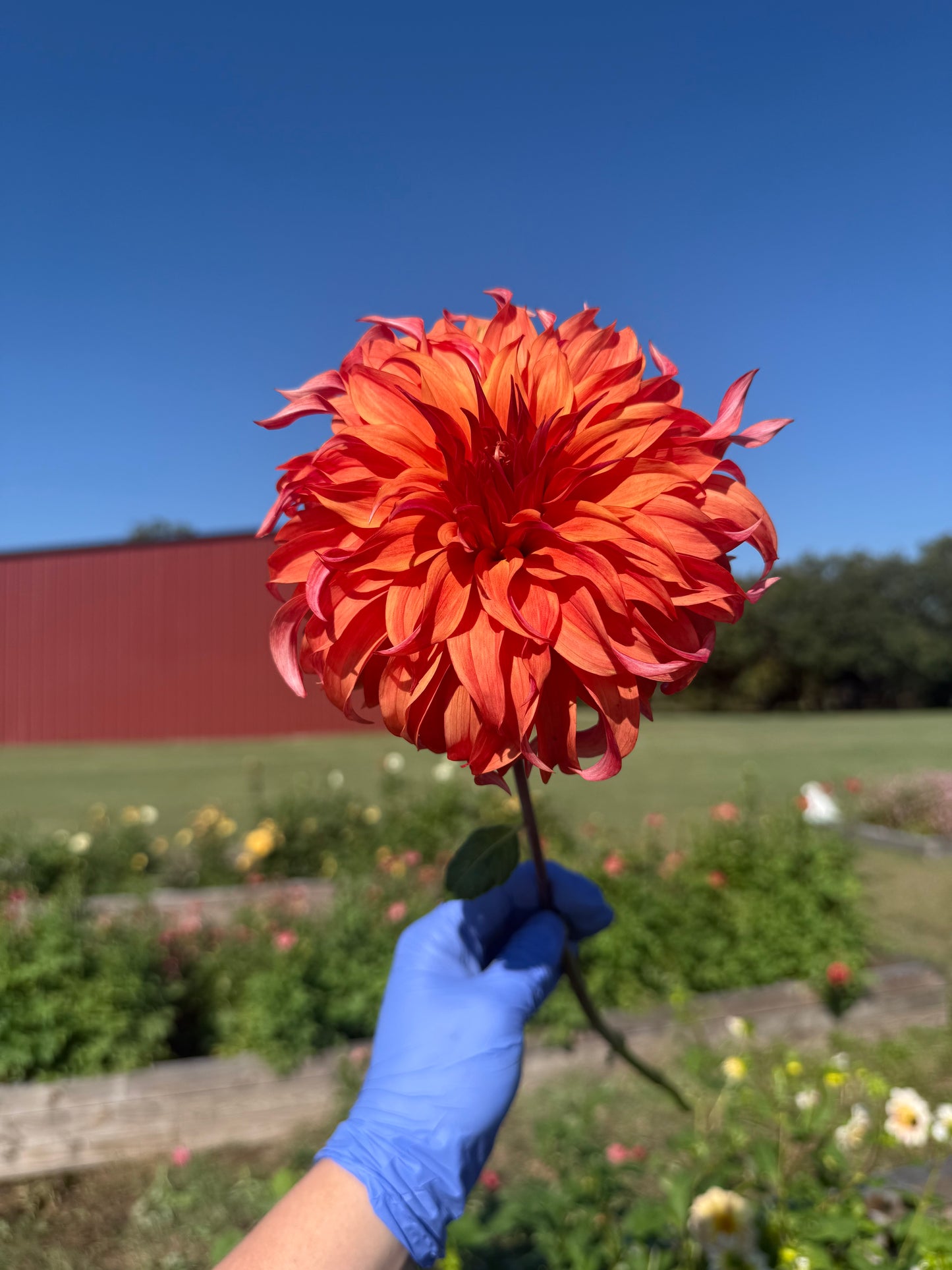 Bloomquist Jean - Tuber