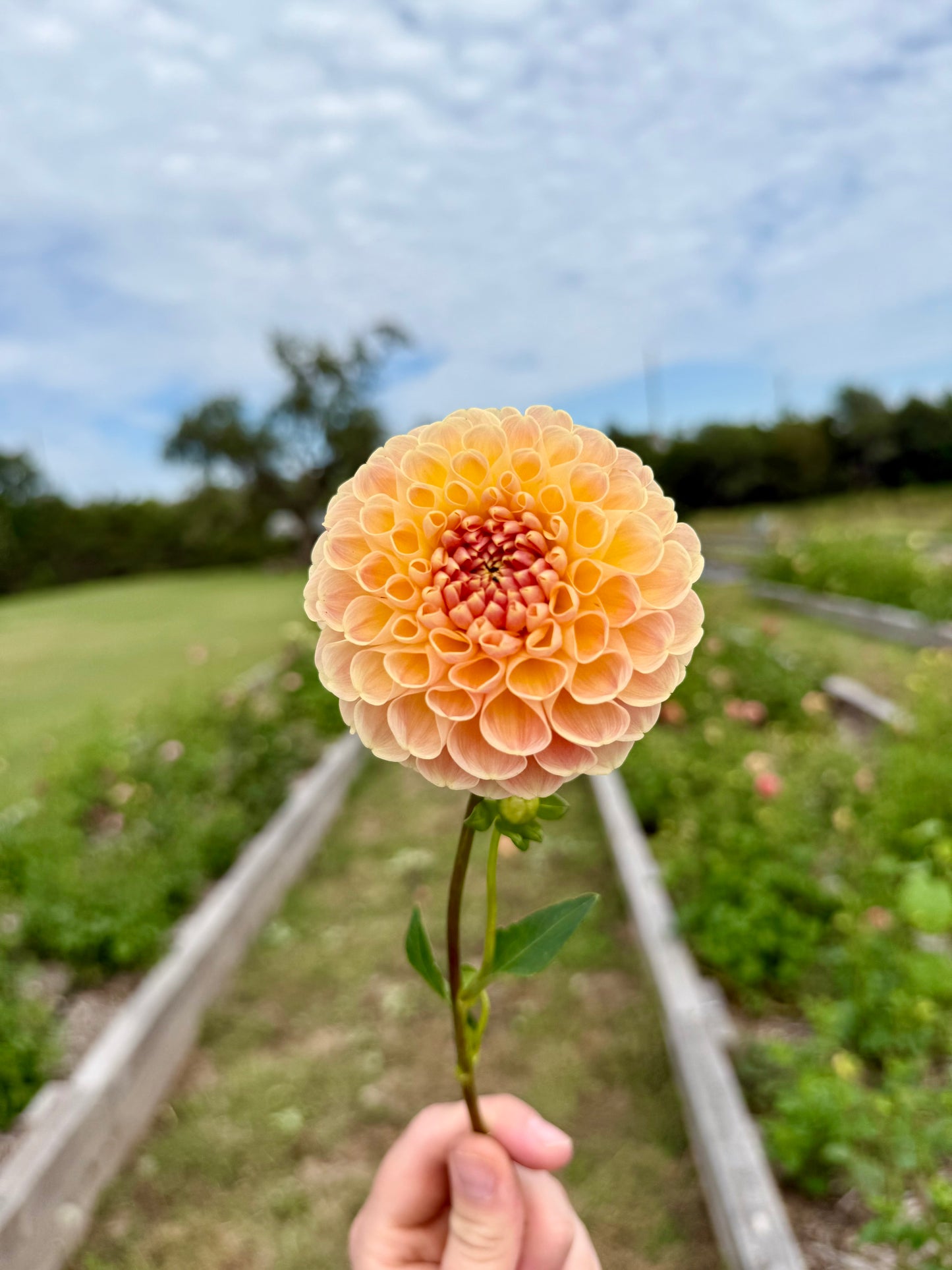 Crichton Honey - Tuber