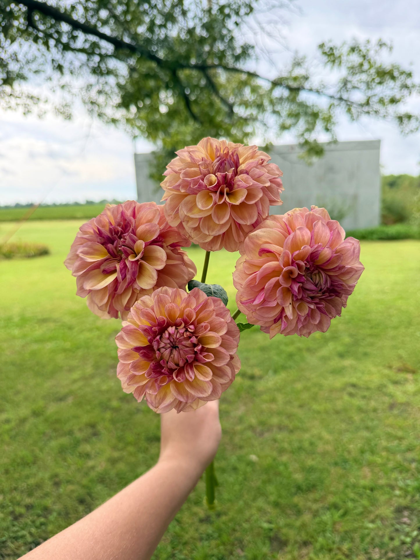 Blah Blah Blah - Tuber