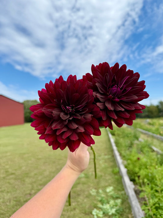 Hollyhill Black Beauty - Tuber