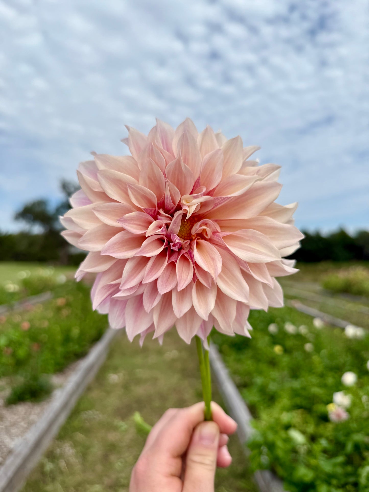 Cafe Au Lait - Tuber