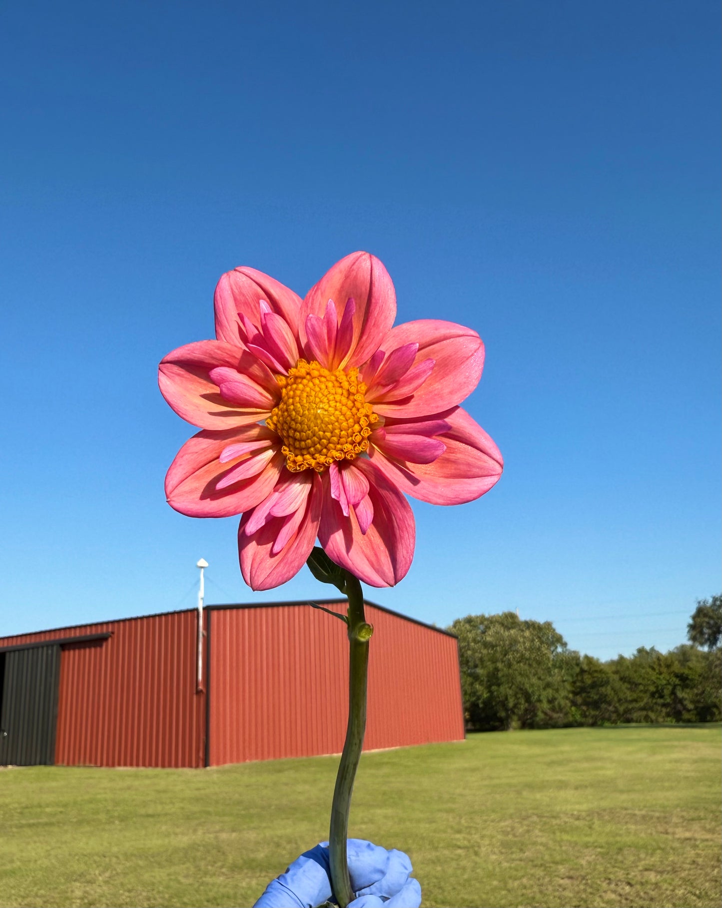 Strawberry Bonbon - Tuber