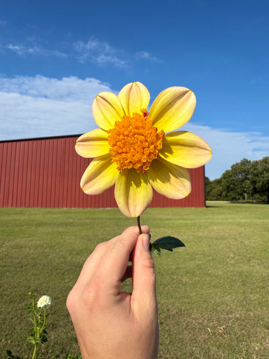 Bloomquist Golden - Tuber