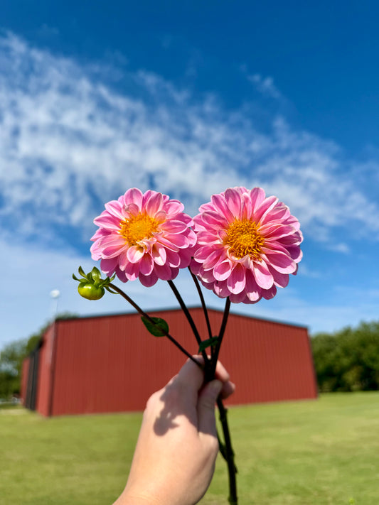 Wizard of Oz - Tuber