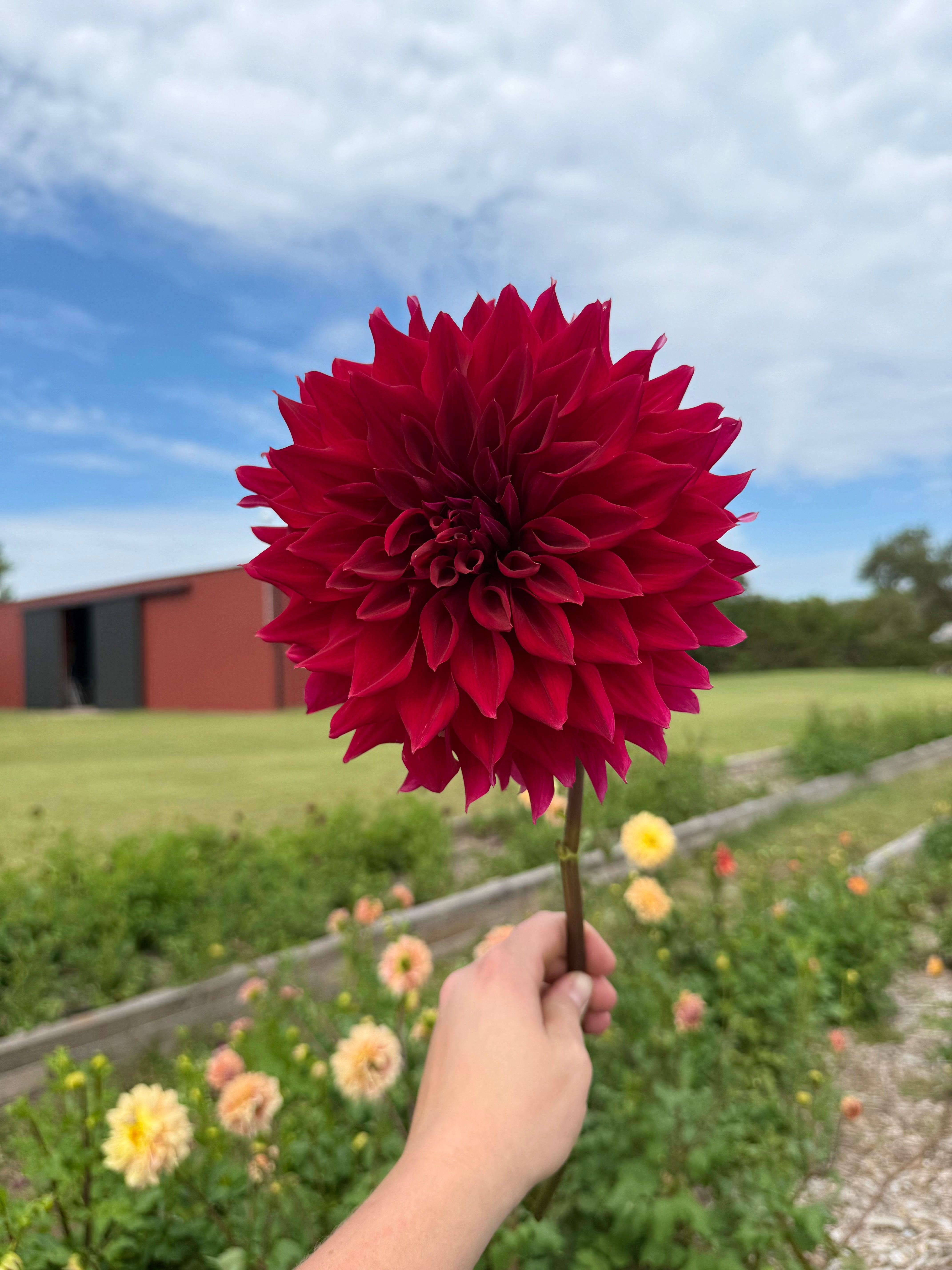 Mingus Alex - Tuber – Little Flower Co. Wichita