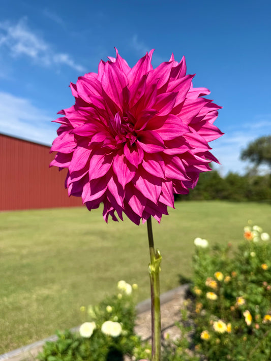 Cafe Au Lait Rose - Tuber