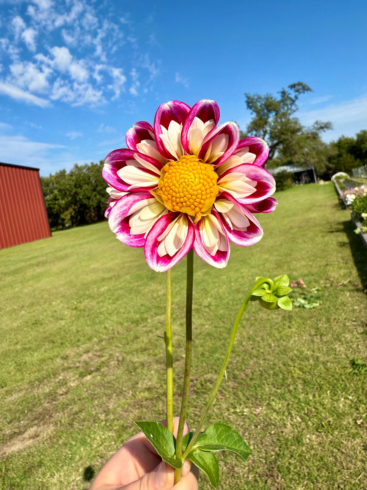 Bumble Rumble - Tuber