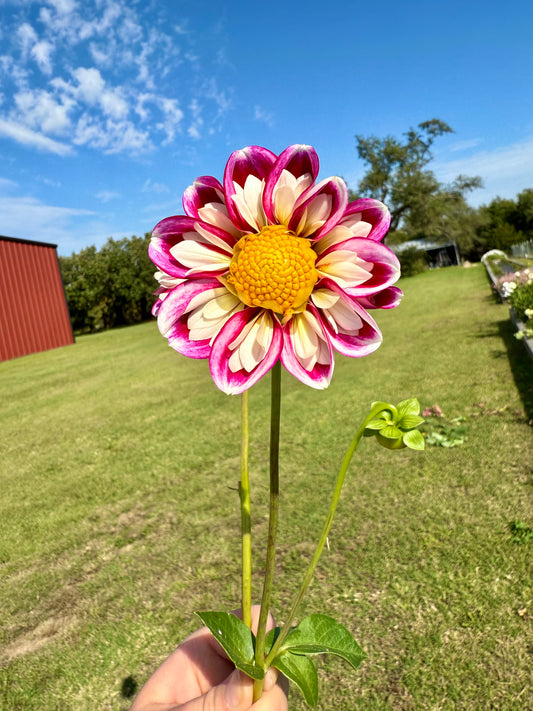 Bumble Rumble - Tuber