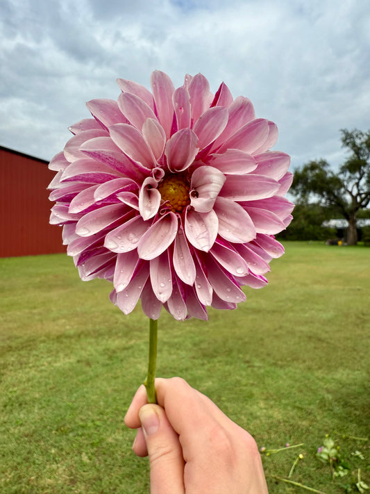 Salish Twilight Girl - Tuber