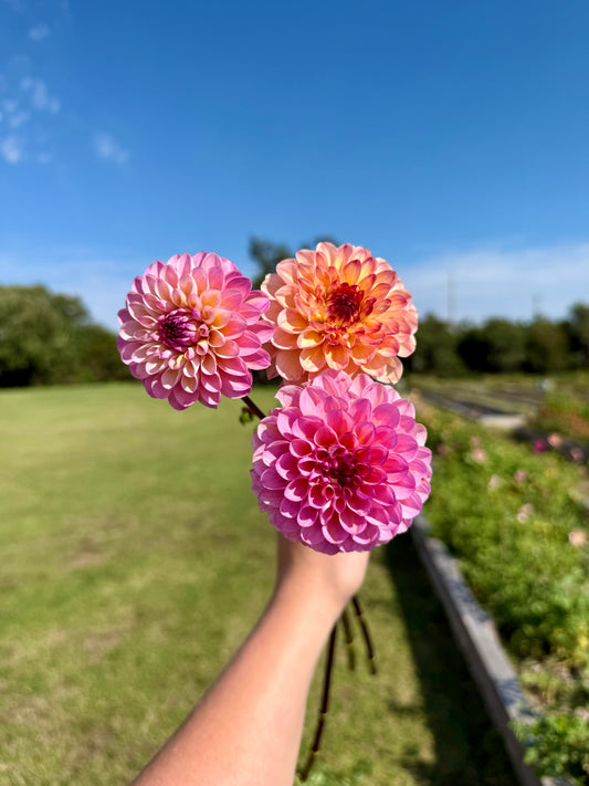 Wine Eyed Jill - Tuber