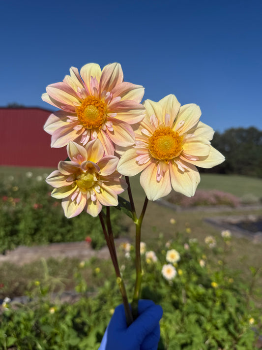 Appleblossom - Tuber