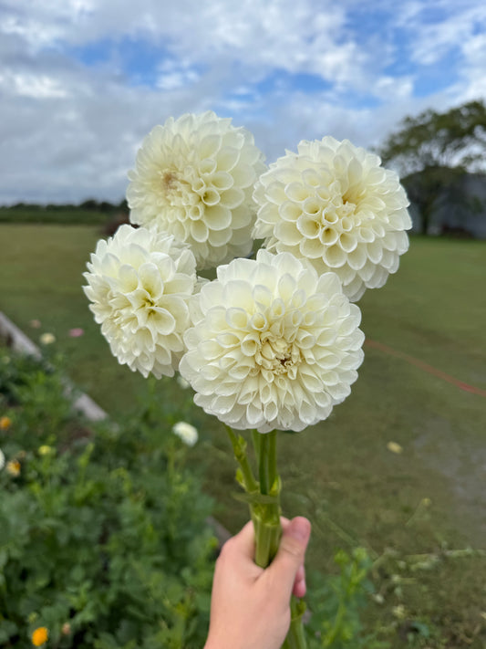 Brookside Snowball - Tuber