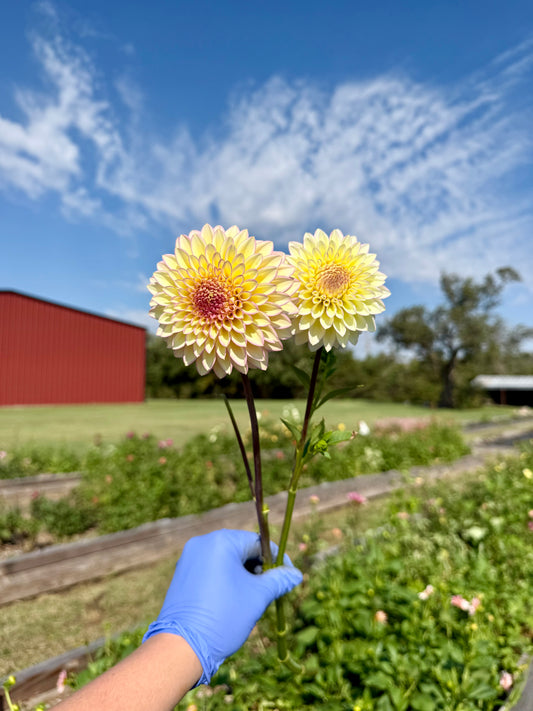 Bloomquist Blush - Tuber
