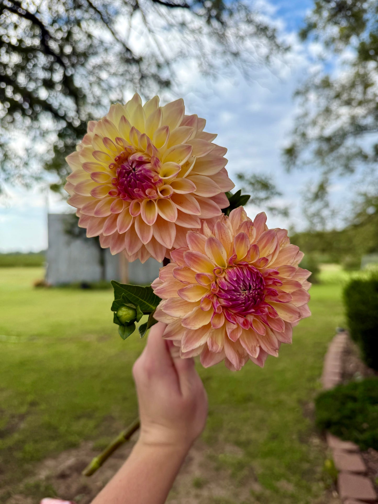 Bloomquist Alan - Tuber