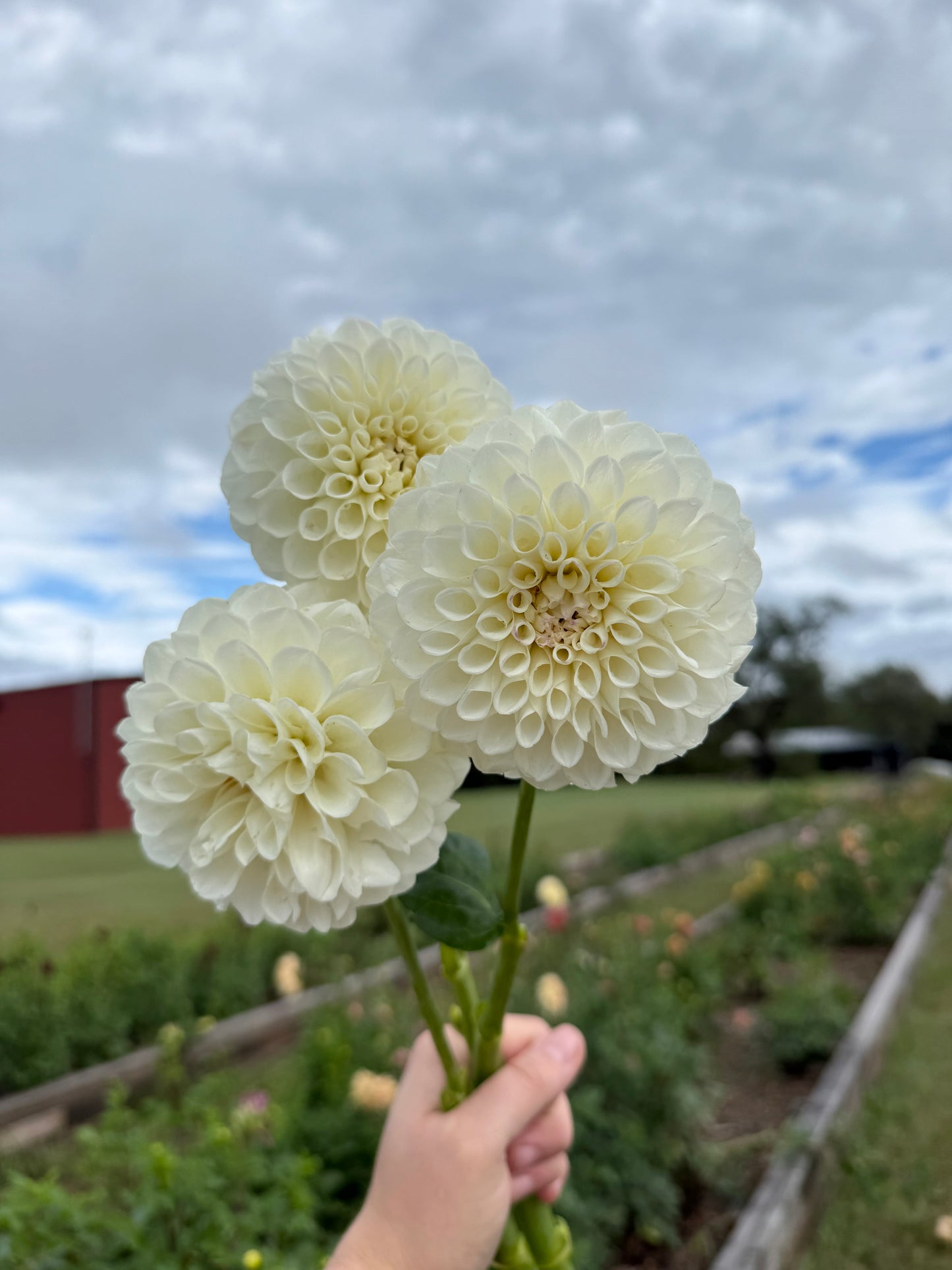 Boom Boom White - Tuber