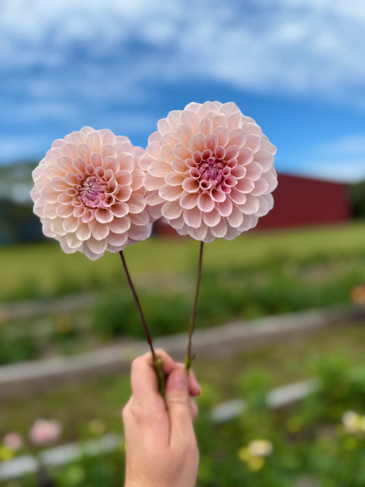 Sweet Nathalie - Tuber