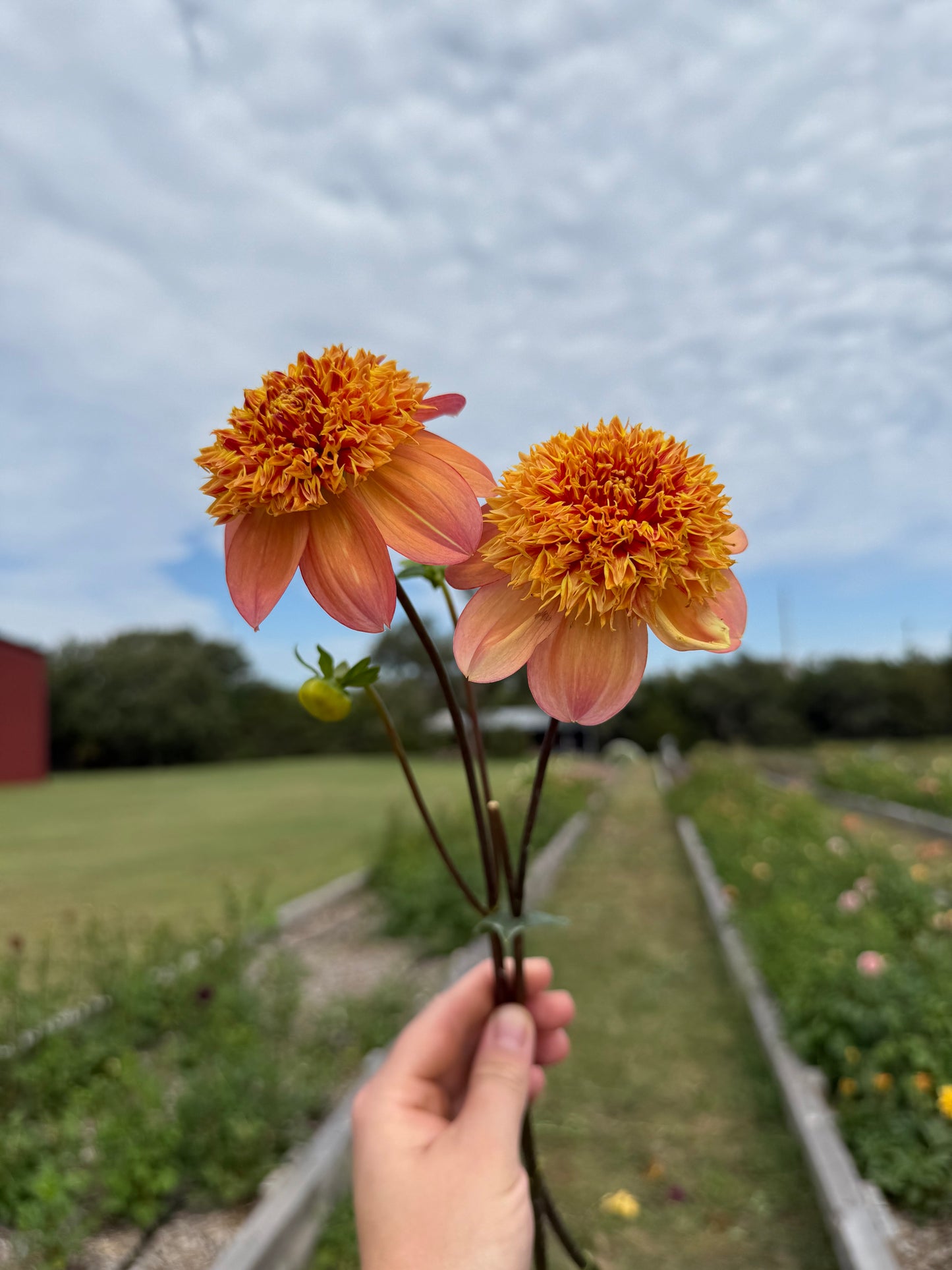 Sandia Brocade - Tuber