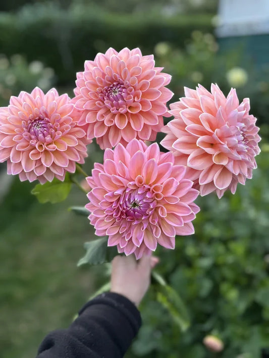 Castle Drive - Tuber